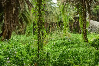 Derin Doğal Yağmur Ormanı / Hindistan 'da Büyük Ağaçlar ve Ağaç Dalları ve Ağaçlardaki Kuşlar