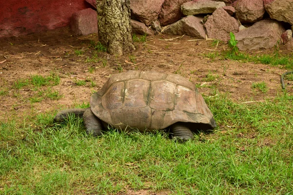 Große Galapagos Riesenschildkröte Große Schildkröte Auf Der Erde Gras — Stockfoto