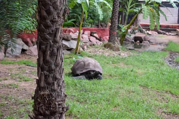 Große Galapagos Riesenschildkröte Große Schildkröte Auf Der Erde Gras — Stockfoto