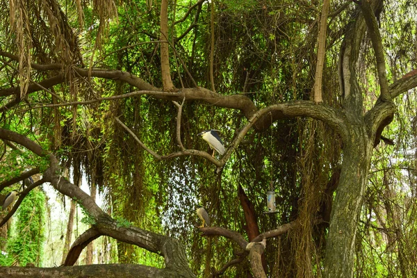 Bosque Lluvioso Natural Profundo Selva India Grandes Árboles Ramas Árboles —  Fotos de Stock