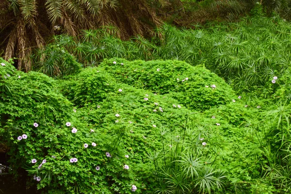 Derin Doğal Yağmur Ormanı / Hindistan 'da Büyük Ağaçlar ve Ağaç Dalları Yeşillik