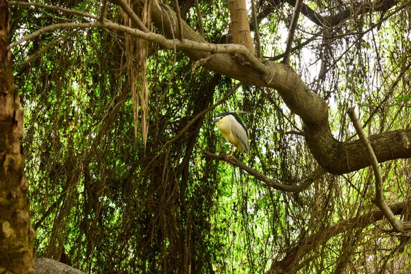 Diep Natuurlijk Regenwoud Jungle India Grote Bomen Boomtakken Groen — Stockfoto