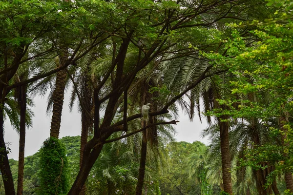 stock image Deep Natural Rain forest/Jungle In India Big Trees And Tree Branches Greenery