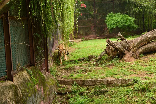 Wildtier Ein Großer Tiger Zoologischen Park — Stockfoto