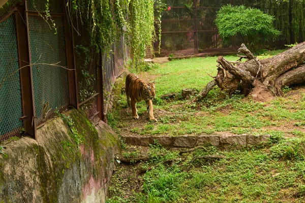 Wildtier Ein Großer Tiger Zoologischen Park — Stockfoto