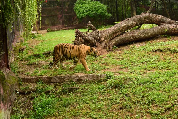 Animal Salvaje Tigre Grande Parque Zoológico — Foto de Stock