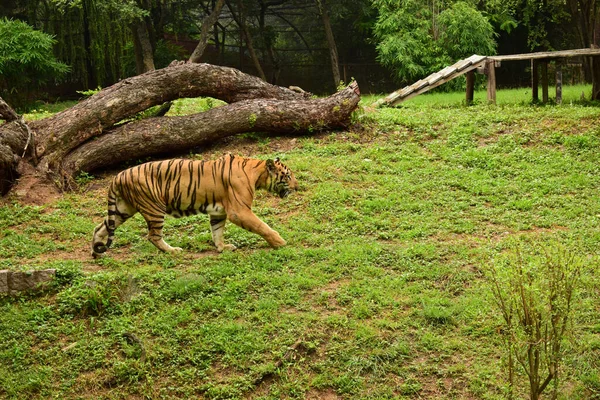 Animal Salvaje Tigre Grande Parque Zoológico — Foto de Stock