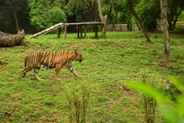 Animal Sauvage Grand Tigre Dans Parc Zoologique — Photo
