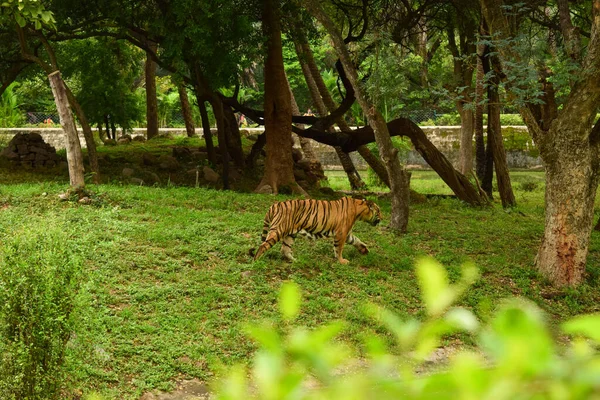 Animal Selvagem Grande Tigre Parque Zoológico — Fotografia de Stock