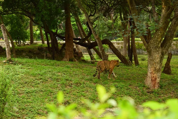 Animal Sauvage Grand Tigre Dans Parc Zoologique — Photo