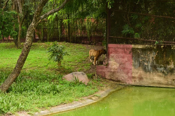 Wildtier Ein Großer Tiger Zoologischen Park Archivbild — Stockfoto