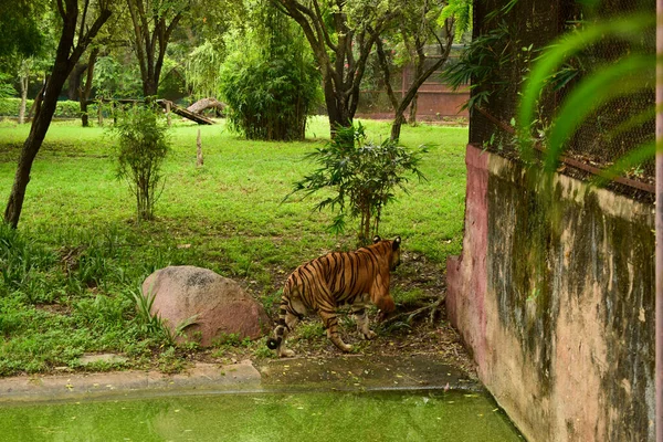 Animal Selvagem Grande Tigre Parque Zoológico Fotografia Stock — Fotografia de Stock