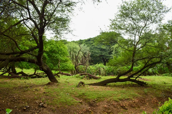 Deep Natural Rain Forest Озеленение Больших Деревьев Ветвей Деревьев Индии — стоковое фото