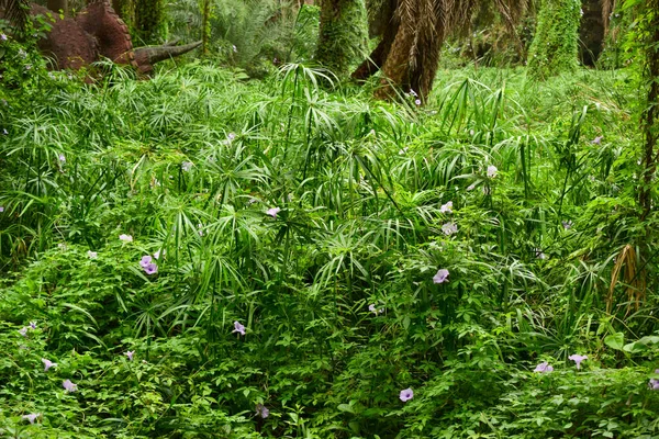 Derin Doğal Yağmur Ormanı / Hindistan 'da Büyük Ağaçlar ve Ağaç Dalları ve Ağaçlardaki Kuşlar