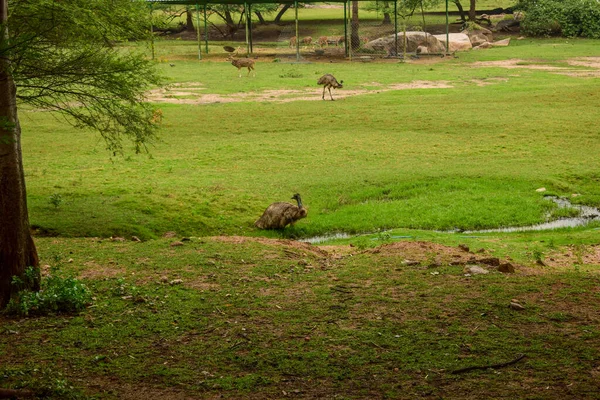 Tiefer Natürlicher Regenwald Dschungel Und Tiere Indien Große Bäume Und — Stockfoto