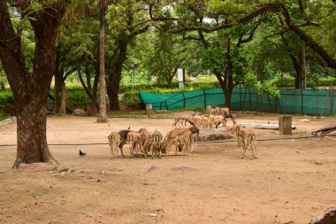 Orman / Hayvanat Bahçesi Stok Fotoğrafı Görüntü Geyik Grubu