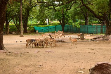 Orman / Hayvanat Bahçesi Stok Fotoğrafı Görüntü Geyik Grubu
