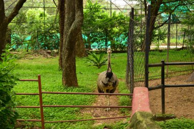 Vahşi Kuş Siyah Devekuşu Hayvanat Bahçesinde Büyük Kuş Duruyor 
