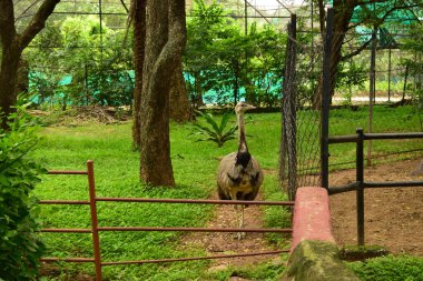 Vahşi Kuş Devekuşu Büyük Kuş Hayvanat Bahçesi Görüntü Bölümü