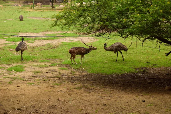 Tiefer Natürlicher Regenwald Dschungel Und Tiere Indien Große Bäume Und — Stockfoto