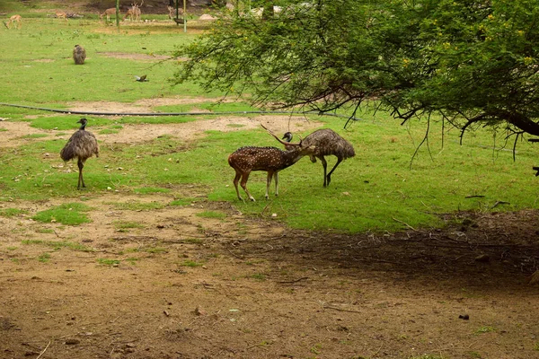 Tiefer Natürlicher Regenwald Dschungel Und Tiere Indien Große Bäume Und — Stockfoto