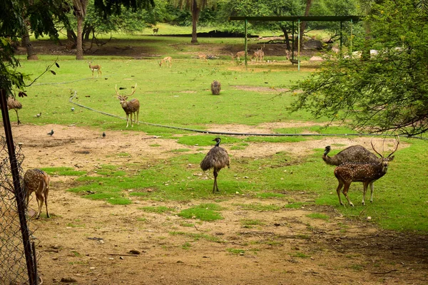 Tiefer Natürlicher Regenwald Dschungel Und Tiere Indien Große Bäume Und — Stockfoto