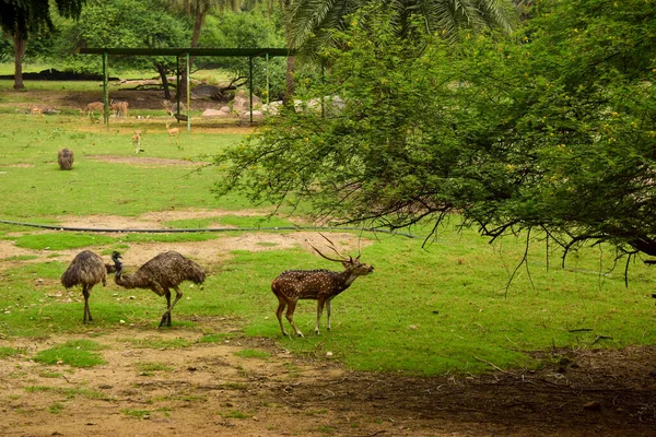 Forêt Pluviale Naturelle Profonde Jungle Animaux Inde Gros Arbres Branches — Photo