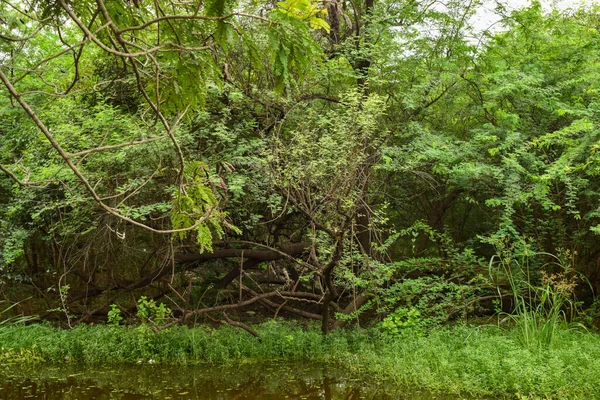 Bosque Lluvioso Natural Profundo Selva India Grandes Árboles Ramas Árboles — Foto de Stock