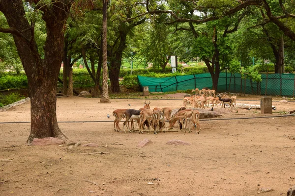 Fütterung Der Hirschgruppe Dschungel Archivbild Des Zoologischen Parks — Stockfoto