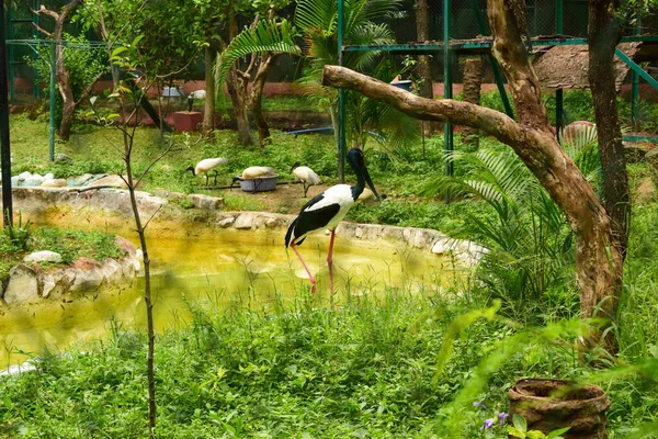 Schwarze Und Weiße Vögel Einem Käfig Zoo Park Archivbild — Stockfoto