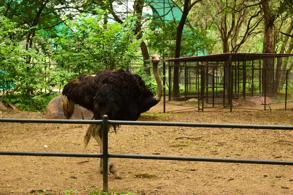 Черный Страус Дикой Птицы Стоит Зоологическом Парке — стоковое фото