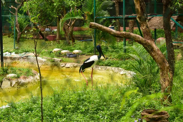Schwarze Und Weiße Vögel Einem Käfig Zoo Park Archivbild — Stockfoto