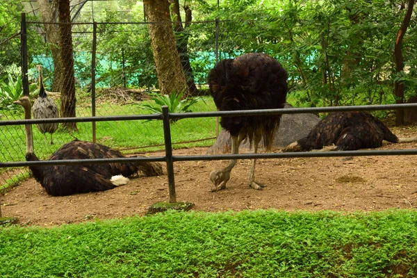 Wild Bird Black Color Ostrich Big Bird Zoologischen Park — Stockfoto