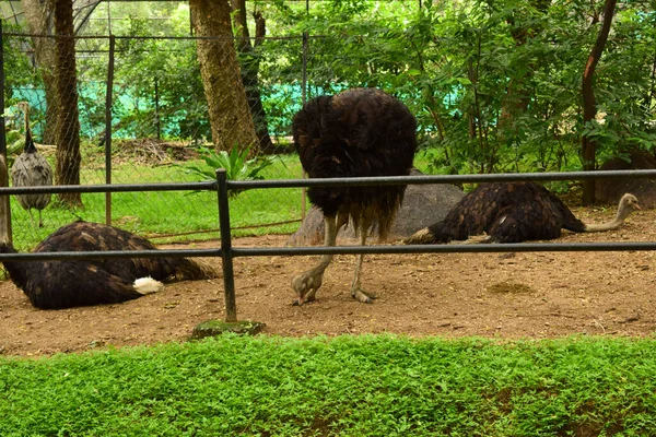 Wild Bird Black Color Ostrich Big Bird Zoologischen Park — Stockfoto