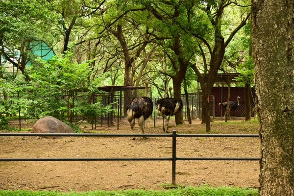 Wild Bird Black Color Ostrich Big Bird Zoologischen Park — Stockfoto