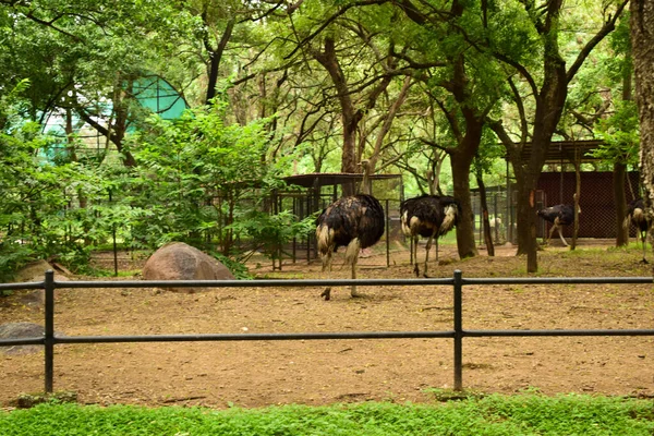 Большая Птица Страуса Дикой Птицы Стоящая Переднем Плане Зоологическом Парке — стоковое фото