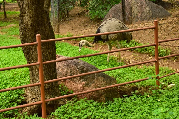 Wild Bird Ostrich Big Bird Standing Frontansicht Zoologischen Park Archivbild — Stockfoto