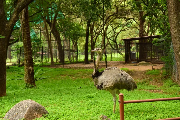 Wild Bird Ostrich Big Bird Standing Frontansicht Zoologischen Park Archivbild — Stockfoto