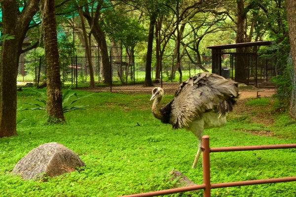 Oiseau Sauvage Autruche Big Bird Debout Vue Face Dans Parc — Photo