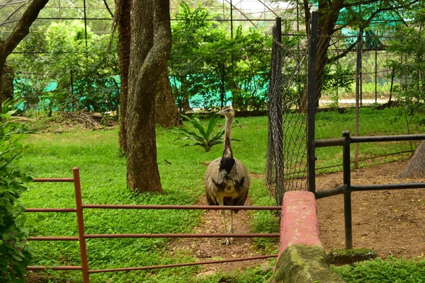 Pássaro Selvagem Avestruz Pássaro Grande Vista Frontal Parque Zoológico Fotografia — Fotografia de Stock