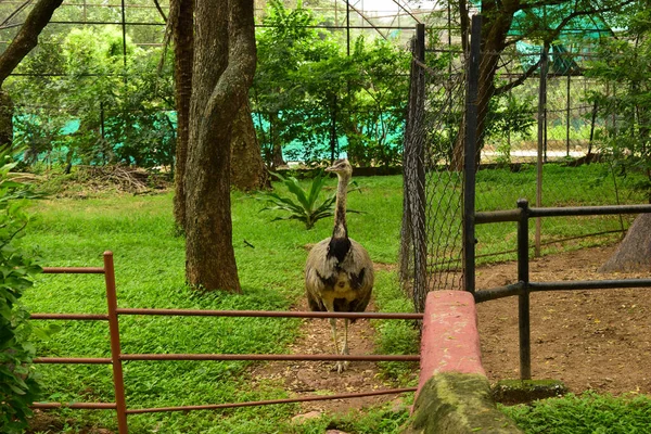 Pássaro Selvagem Avestruz Pássaro Grande Vista Frontal Parque Zoológico Fotografia — Fotografia de Stock