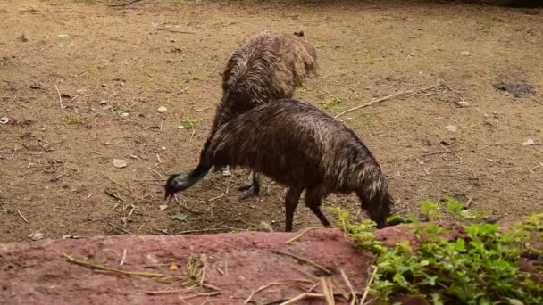 動物園で野生の鳥オストリッチ大きな2羽の鳥の餌やり — ストック動画