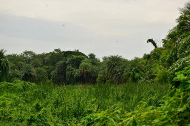 Derin Doğal Yağmur Ormanı / Hindistan 'da Büyük Ağaçlar ve Ağaç Dalları Yeşillik Fotoğrafları