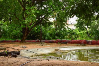 Orman / Hayvanat Bahçesi 'ndeki Timsahlar, Vahşi Yaşam Stoku Fotoğrafları