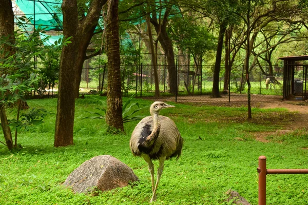 Wild Bird Ostrich Big Bird Standing Frontansicht Zoologischen Park Archivbild — Stockfoto