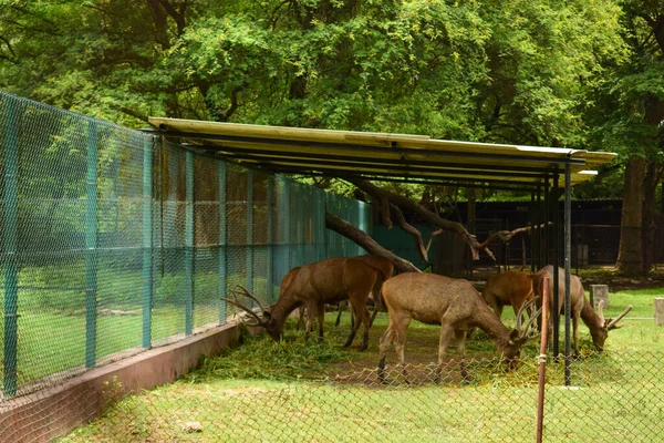 Alimentação Grupo Veados Selva Parque Zoológico Fotografia Stock — Fotografia de Stock