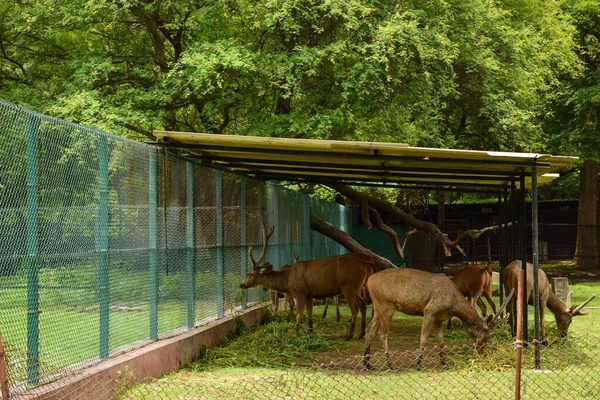 Alimentação Grupo Veados Selva Parque Zoológico Fotografia Stock — Fotografia de Stock