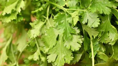 Yeşil Maydanoz Yaprakları 'nın Kapanışı. Taze Kişniş Yaprakları
