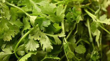 Yeşil Maydanoz Yaprakları 'nın Kapanışı. Taze Kişniş Yaprakları
