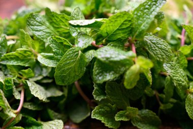 Yeşillik Yeşil Yapraklı Doğal Taze Organik Nane Bitkisi Görüntüsü